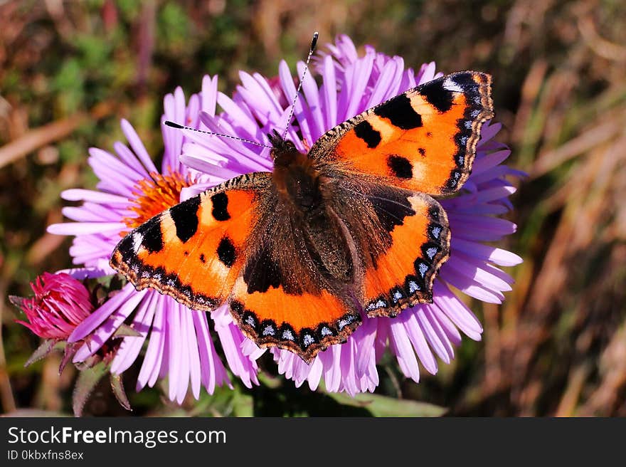 Butterfly, Moths And Butterflies, Brush Footed Butterfly, Insect