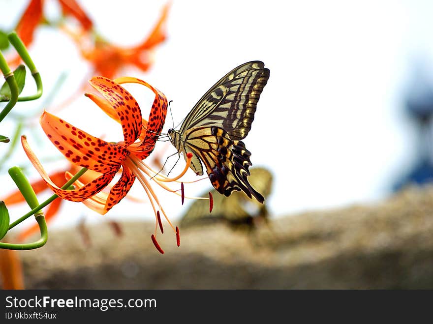 Butterfly, Moths And Butterflies, Insect, Monarch Butterfly