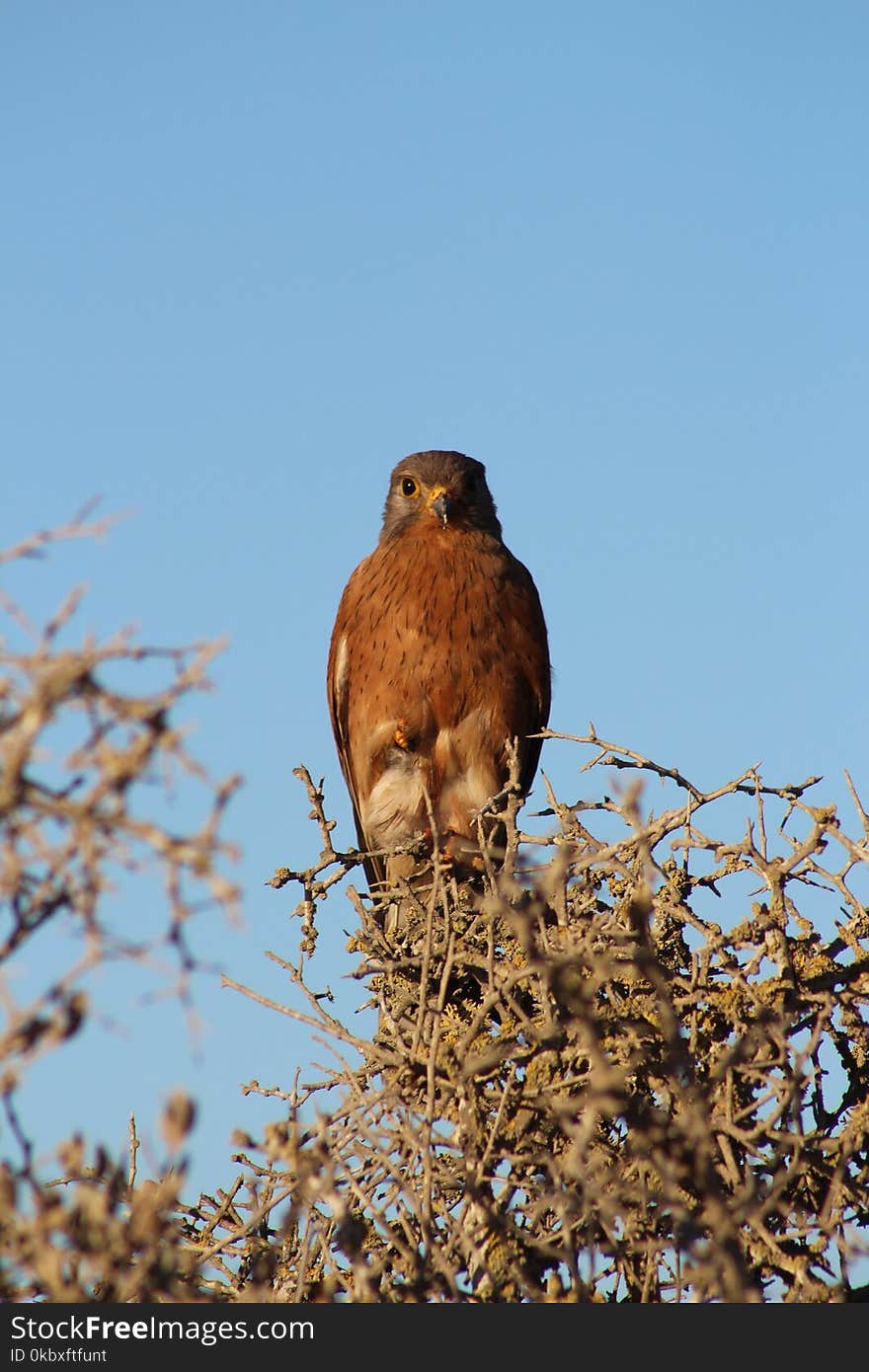 Bird, Ecosystem, Fauna, Hawk