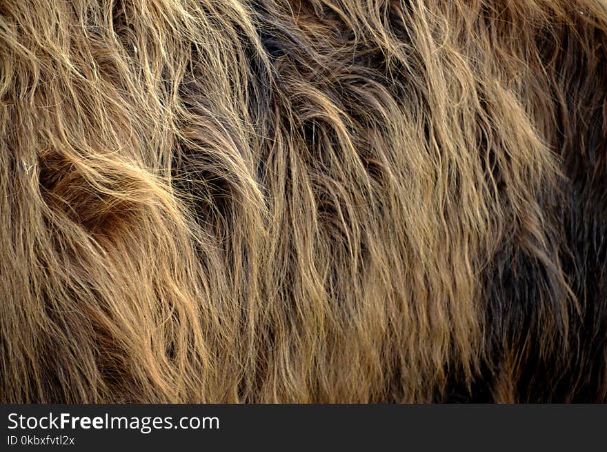 Fur, Fur Clothing, Close Up, Mane