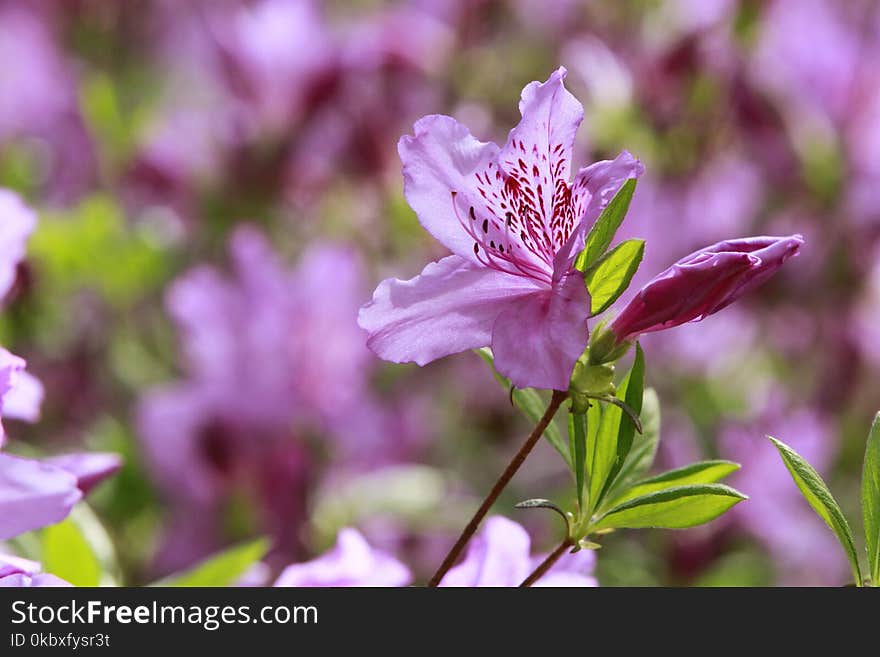 Flower, Plant, Flora, Purple