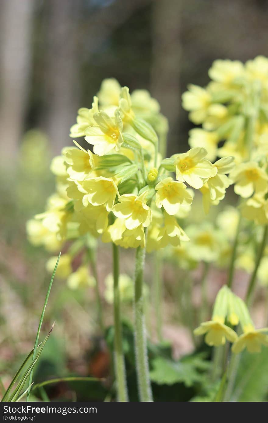 Flower, Yellow, Mustard Plant, Flora