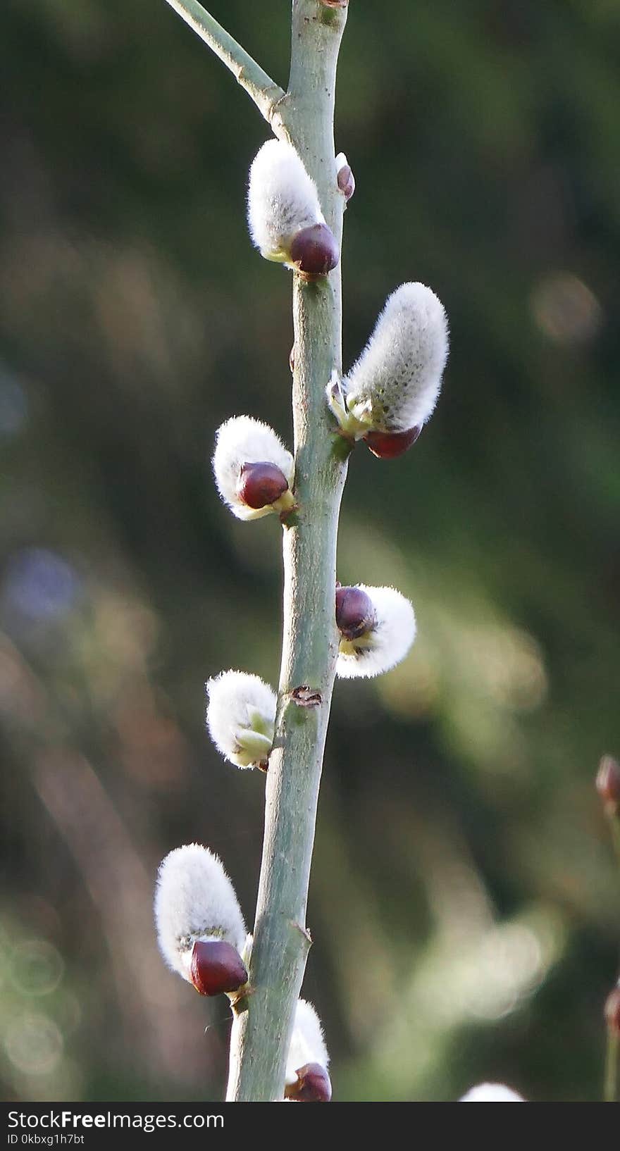 Plant, Branch, Flora, Bud