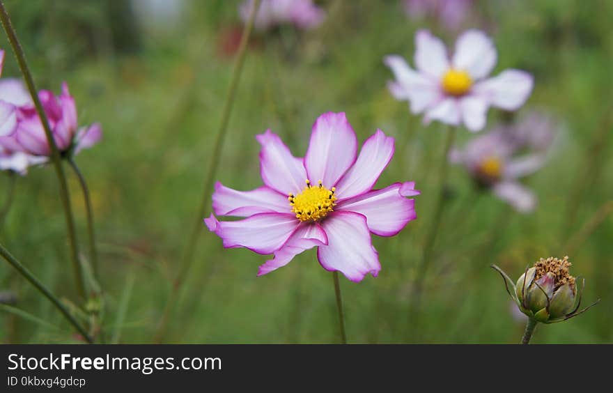 Flower, Flora, Garden Cosmos, Plant