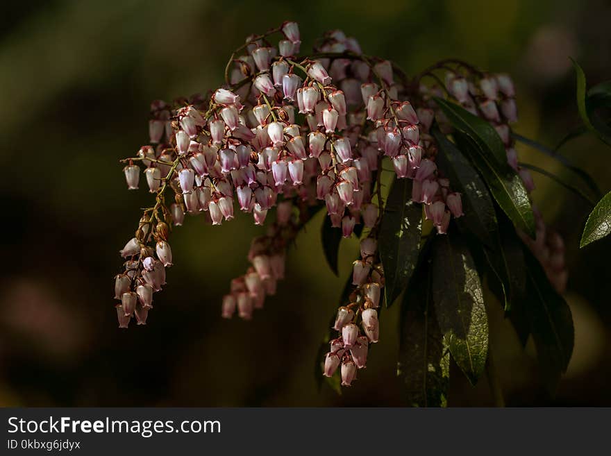 Flower, Flora, Plant, Flowering Plant