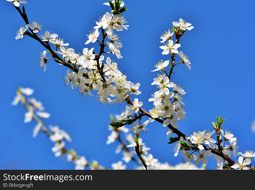 Blossom, Branch, Sky, Spring