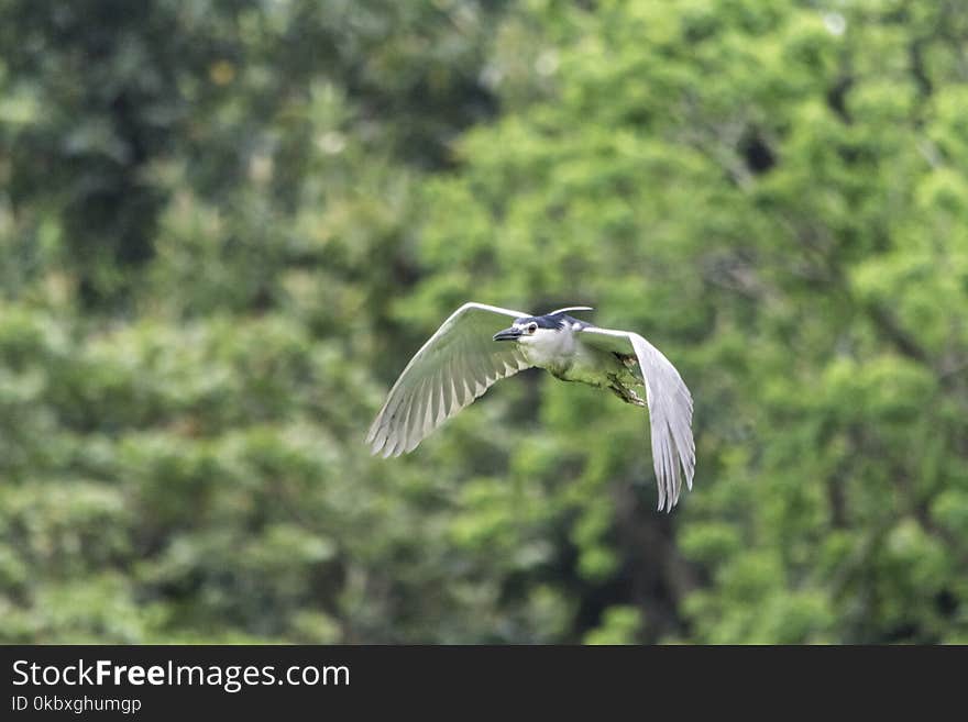 Bird, Fauna, Ecosystem, Wildlife