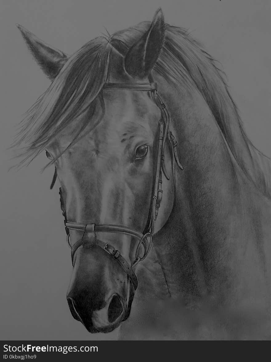 Horse, Bridle, Mane, Black And White