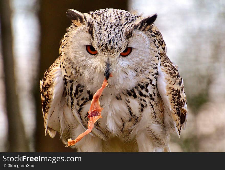 Owl, Bird Of Prey, Bird, Beak