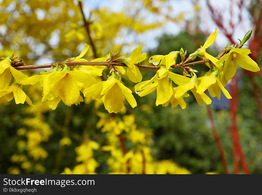 Flora, Yellow, Flower, Plant