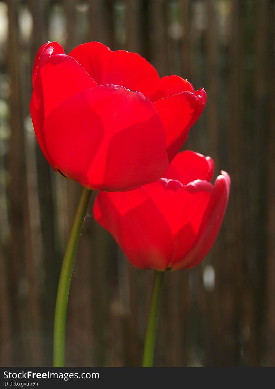 Flower, Red, Plant, Flowering Plant