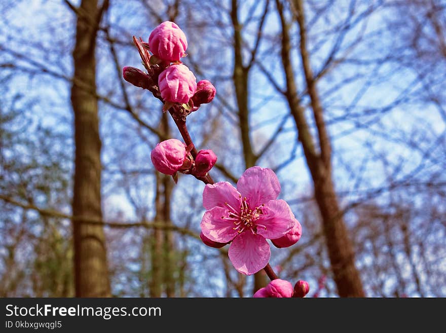 Blossom, Pink, Flora, Spring