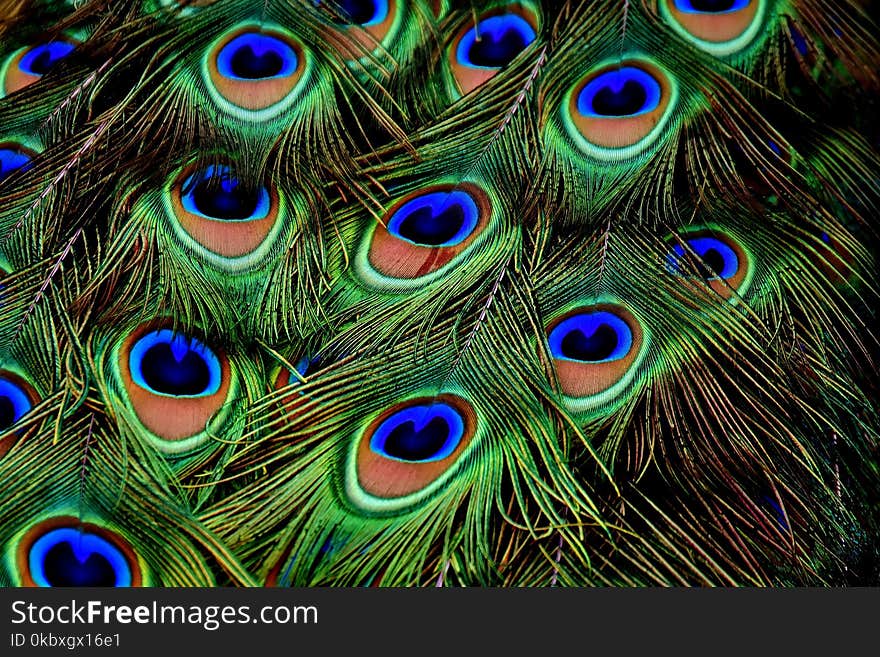 Feather, Close Up, Peafowl, Organism