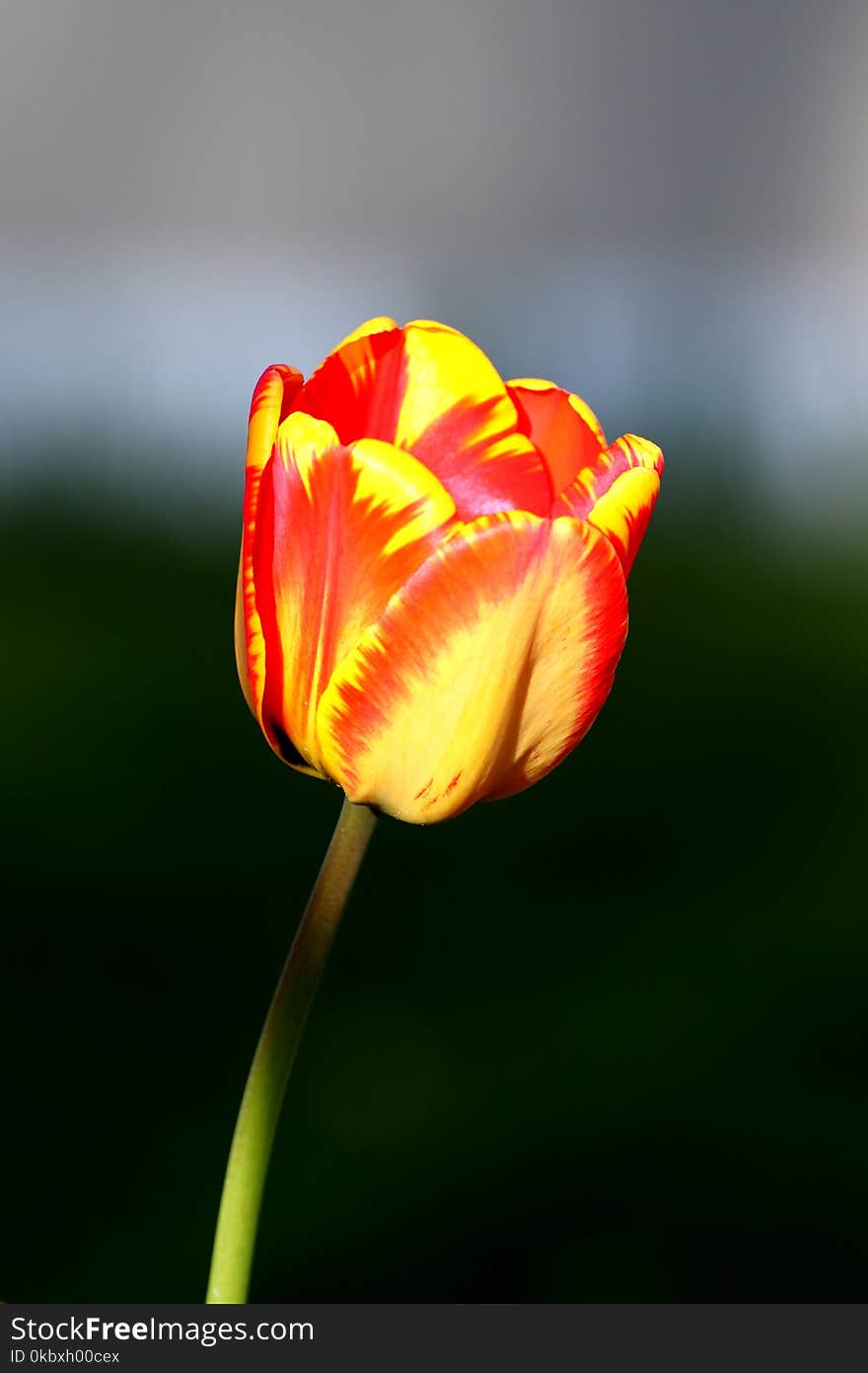 Flower, Yellow, Bud, Plant