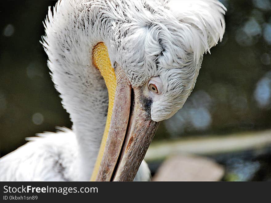 Beak, Pelican, Fauna, Close Up