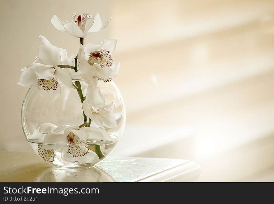 Flower, White, Vase, Floristry