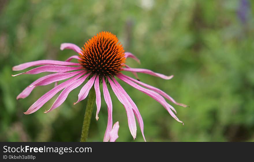 Flower, Coneflower, Flora, Plant