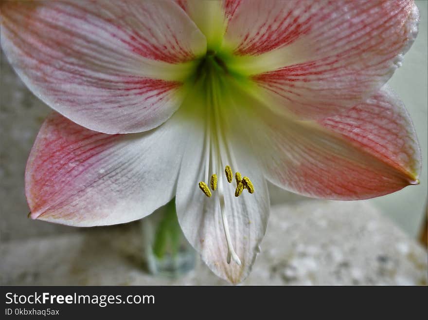 Flower, Plant, Flora, Pink