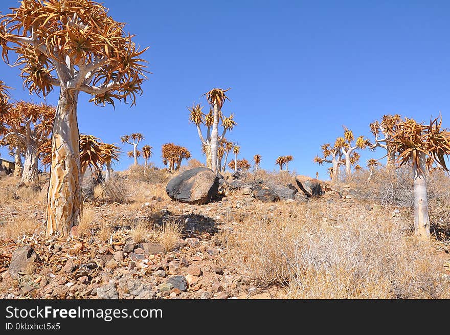 Ecosystem, Vegetation, Tree, Shrubland