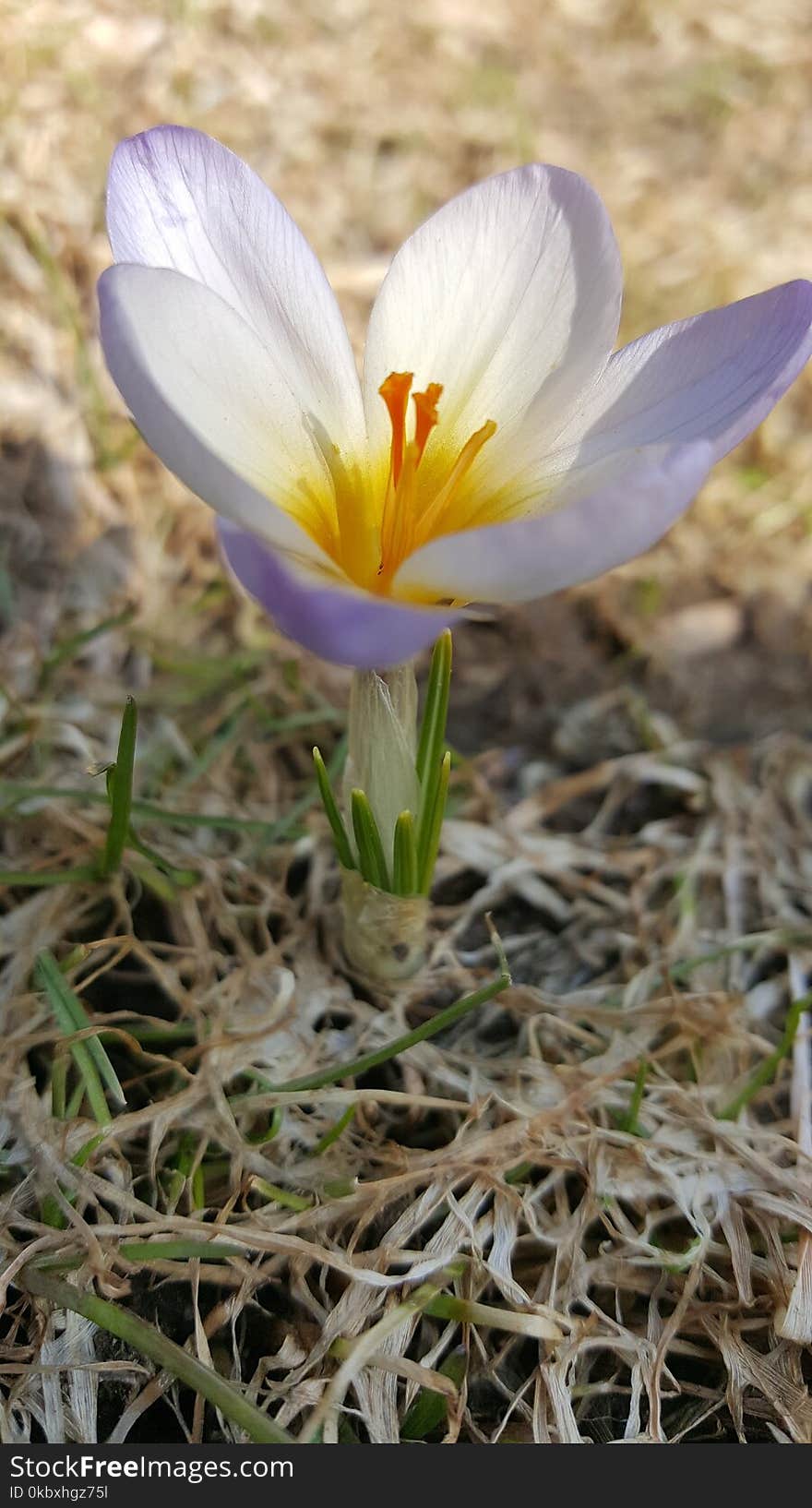 Flower, Plant, Crocus, Flowering Plant