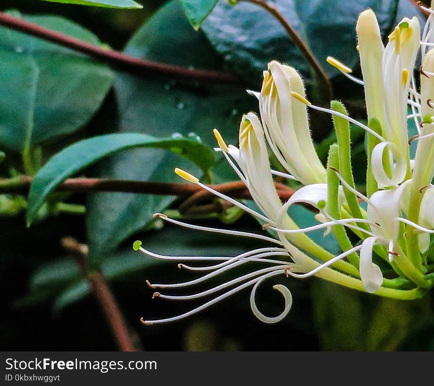 Plant, Flower, Flora, Honeysuckle