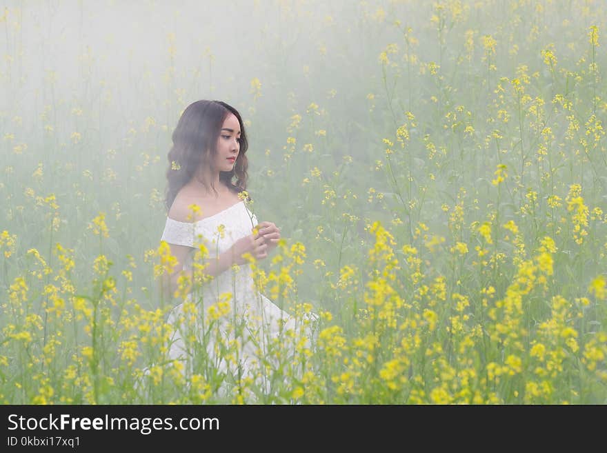 Yellow, Rapeseed, Canola, Field