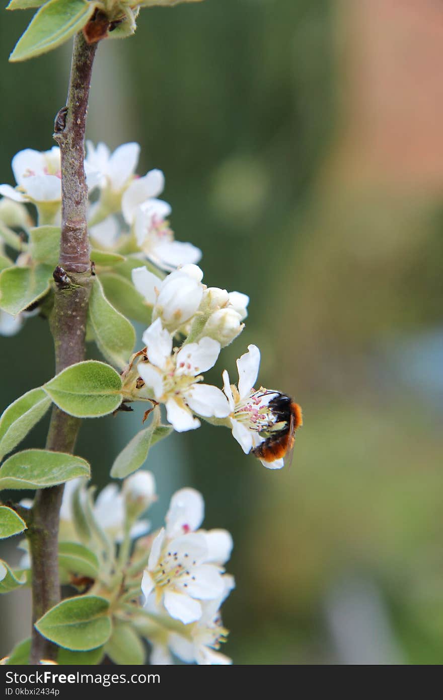 Bee, Honey Bee, Blossom, Insect