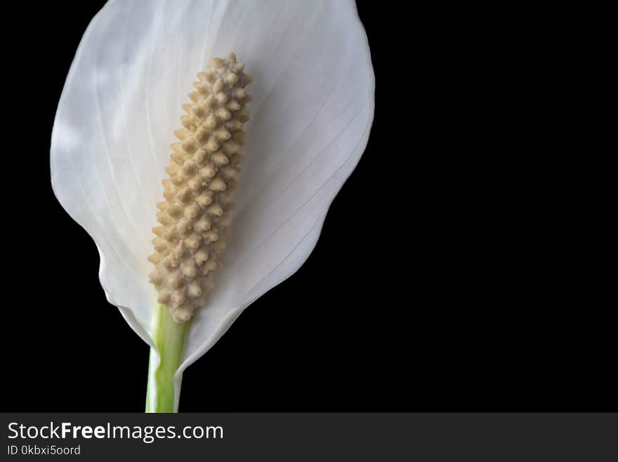 Flower, Close Up, Petal, Plant