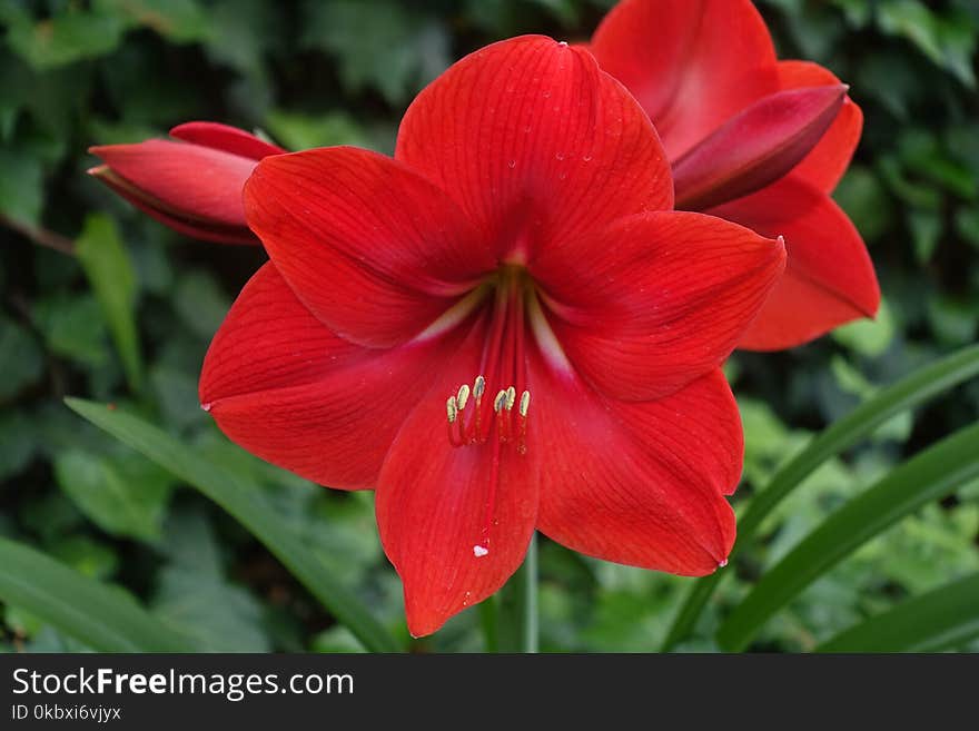 Flower, Plant, Flowering Plant, Amaryllis Belladonna