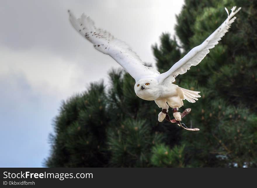 Bird, Fauna, Beak, Bird Of Prey