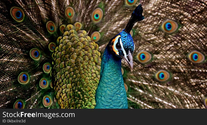 Peafowl, Feather, Fauna, Galliformes