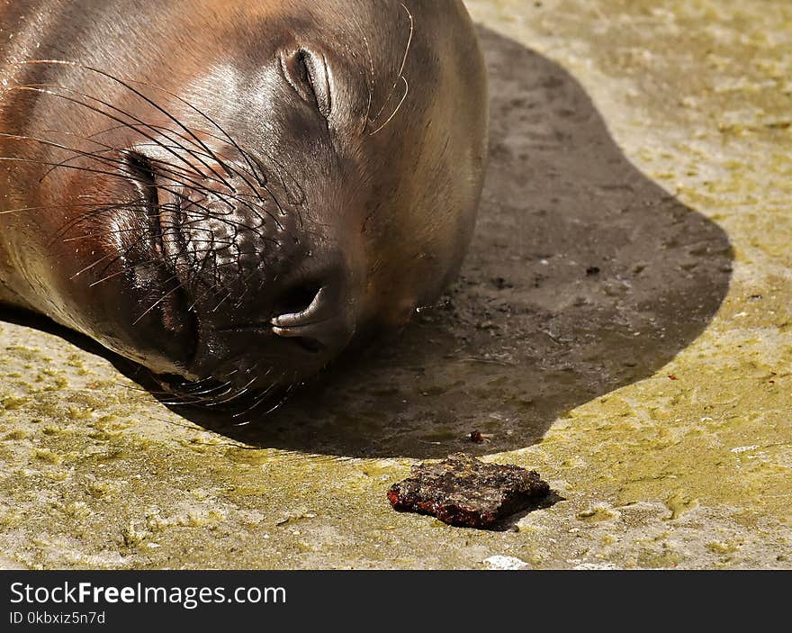 Seals, Fauna, Mammal, Terrestrial Animal