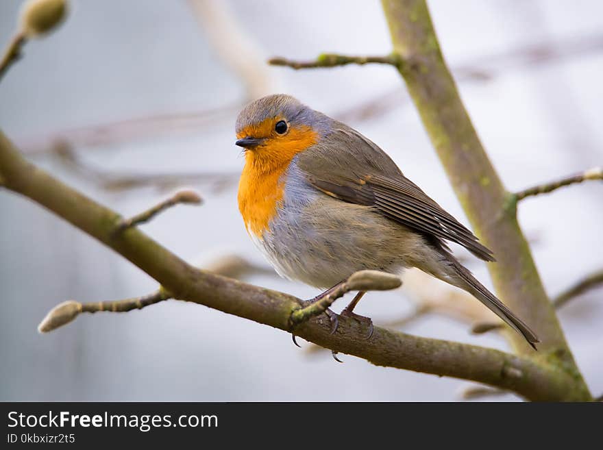 Bird, European Robin, Beak, Fauna