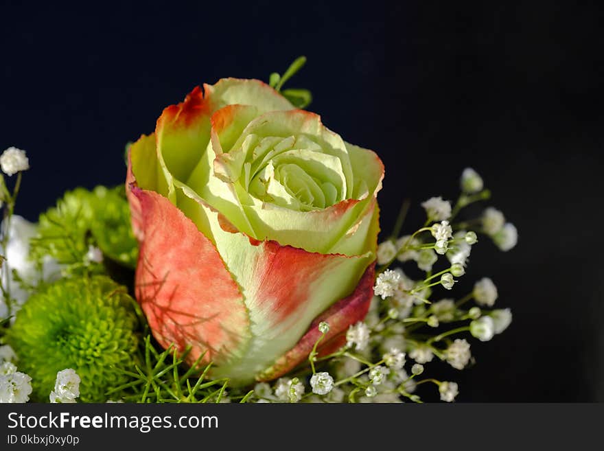 Flower, Close Up, Petal, Garden Roses