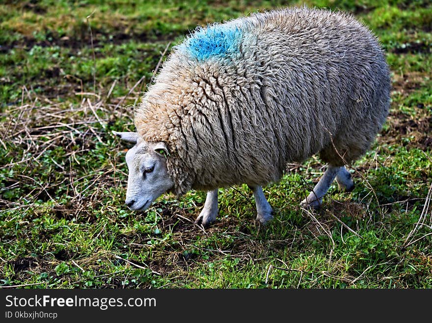 Sheep, Grass, Grazing, Fauna