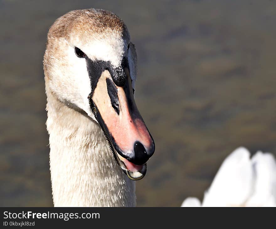 Bird, Beak, Swan, Water Bird