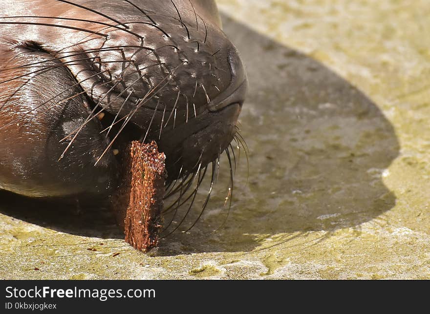 Fauna, Close Up, Terrestrial Animal, Invertebrate