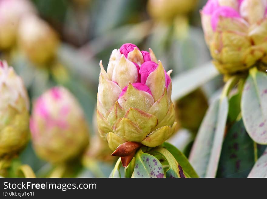 Flower, Plant, Bud, Flowering Plant