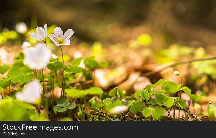 Flora, Flower, Leaf, Vegetation