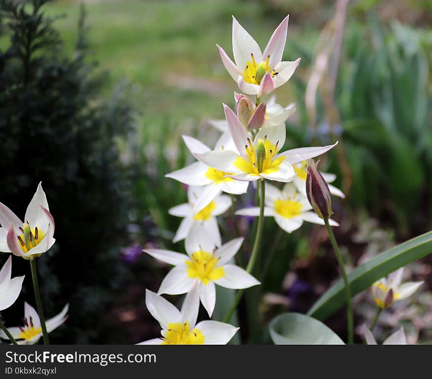 Flower, Plant, Flora, Flowering Plant