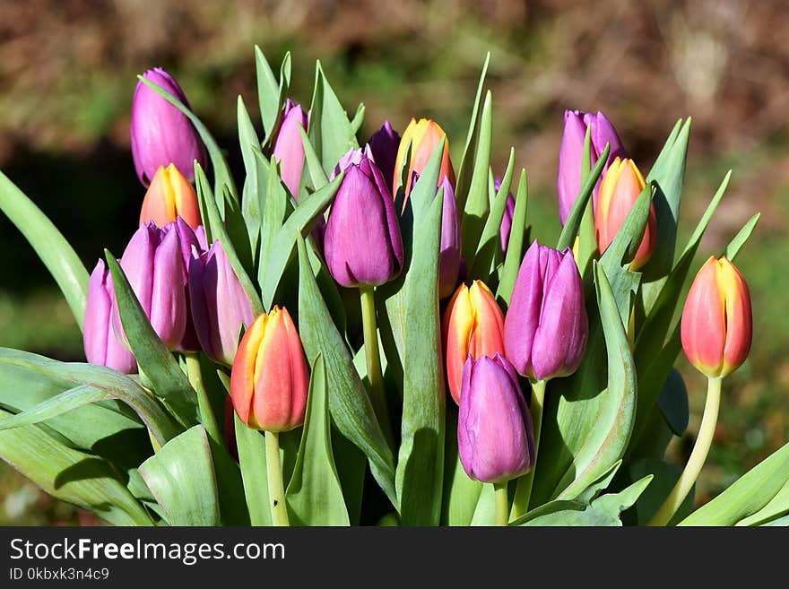 Flower, Plant, Tulip, Flowering Plant