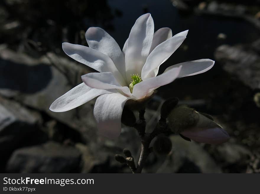 Flower, Plant, Flora, Flowering Plant