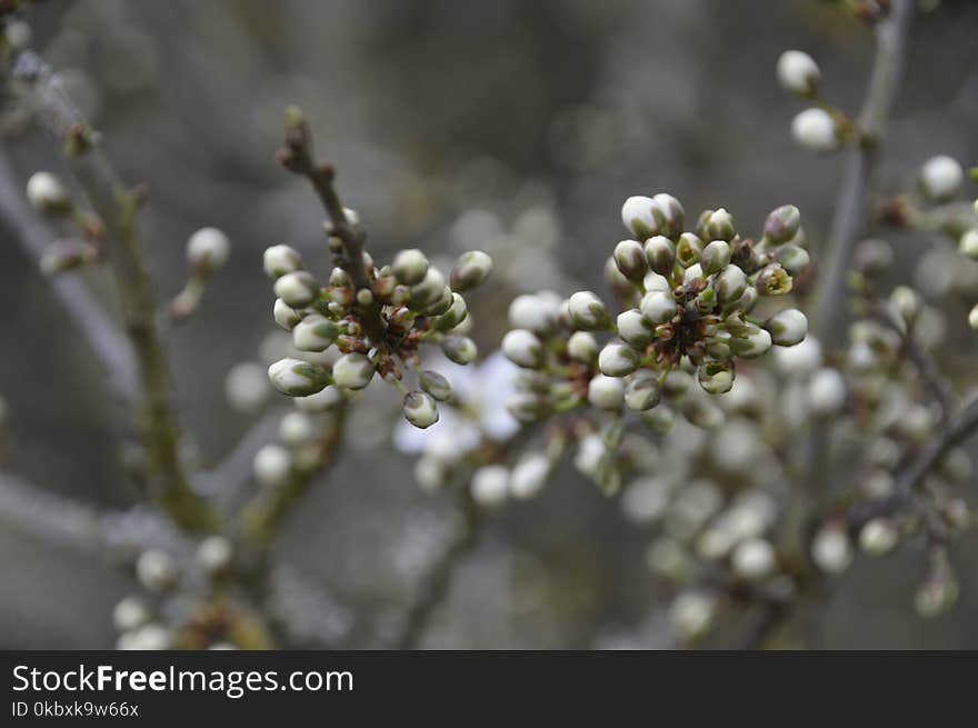 Flora, Branch, Blossom, Spring