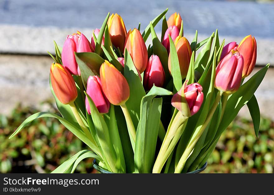 Flower, Plant, Flowering Plant, Tulip