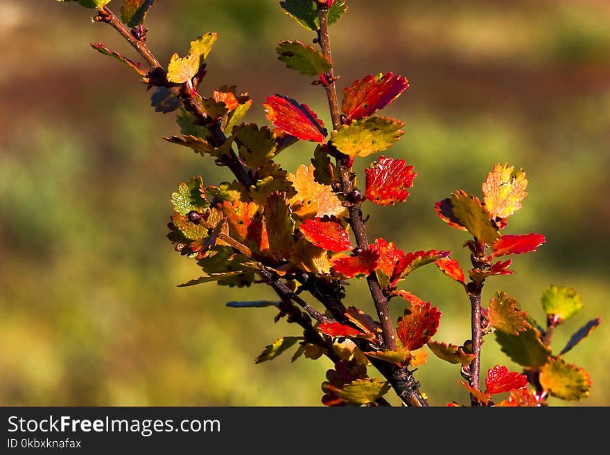 Vegetation, Flora, Leaf, Autumn