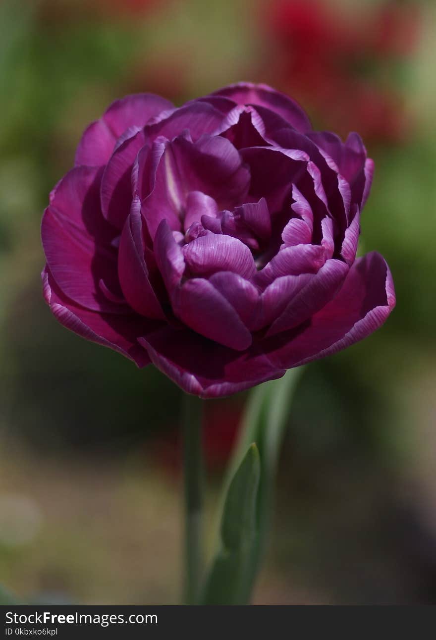 Flower, Purple, Plant, Petal