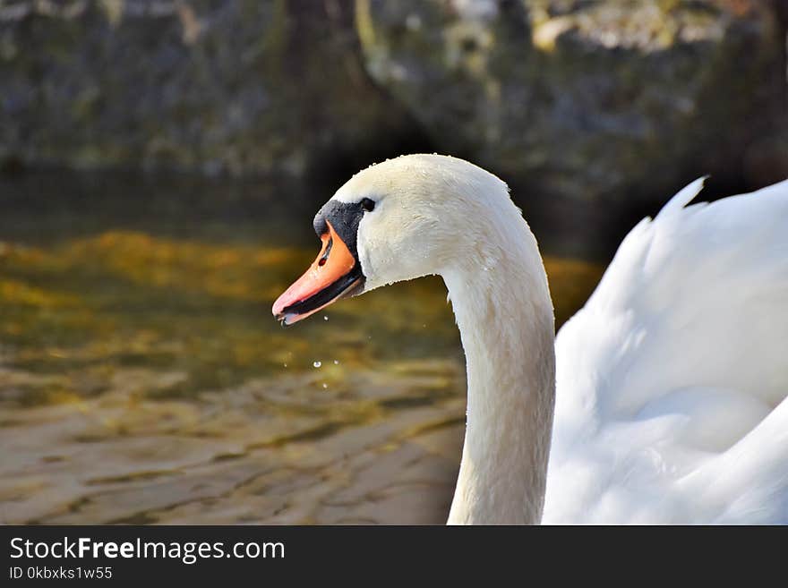 Bird, Swan, Water Bird, Beak