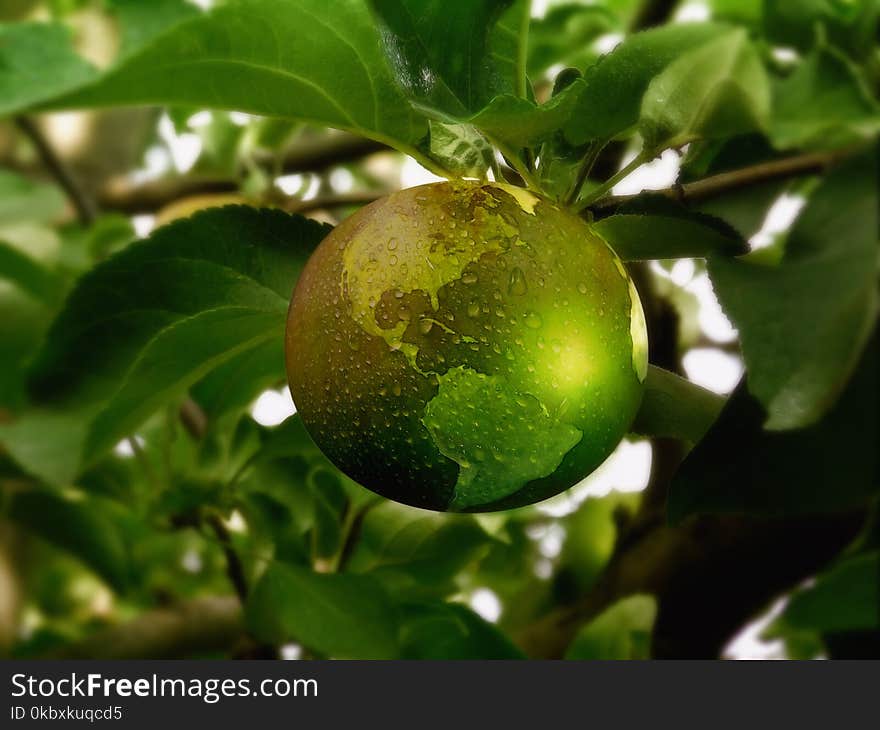 Fruit, Citrus, Fruit Tree, Calamondin