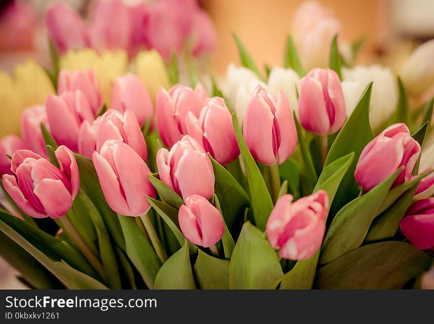 Flower, Flowering Plant, Plant, Pink