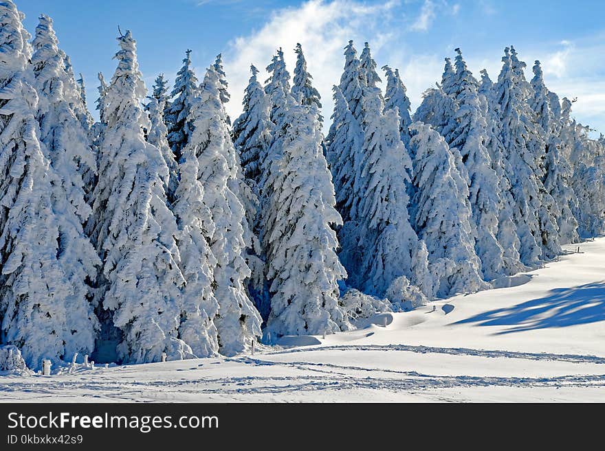 Winter, Tree, Snow, Woody Plant